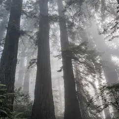 Ethereal Redwoods 1
0.025ETH