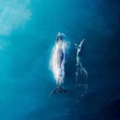 Ocean Love 0.1ETH