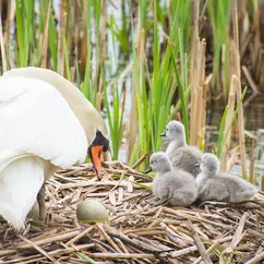A Mother's Love
0.02ETH