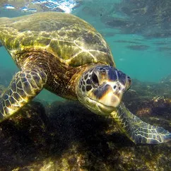 Napili Honu 0.04ETH