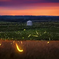 Dance with the Fireflies
0.04ETH